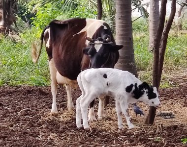 Life with gifted kids